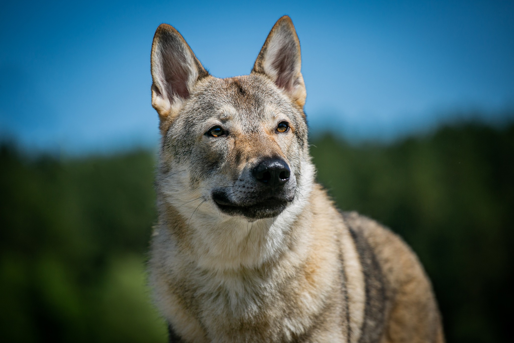 Laumiukas – The Kennel of Chekoslovakian Wolfdog